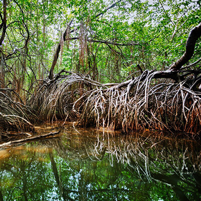 Mangroves & Wetlands Protection